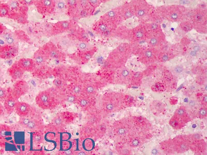 IHC-plus™ GPX7 Antibody (clone 2704)