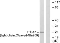 ITGA7 / Integrin Alpha 7 Antibody (aa940-989)