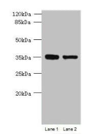MGME1 / C20orf72 Antibody