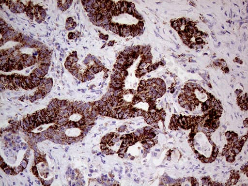 SHMT / SHMT2 Antibody (clone OTI1E12)
