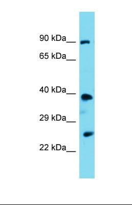 PSTPIP2 Antibody (aa23-72)