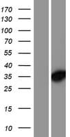 DNAJC8 Protein (Over-Expression Lysate Myc-DDK (Flag))