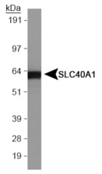 PathPlus™ SLC40A1 / Ferroportin-1 Antibody (Internal)
