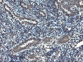 NONO / P54NRB Antibody (clone OTI2C9)