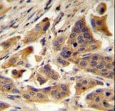 RBCK1 Antibody (aa16-46)