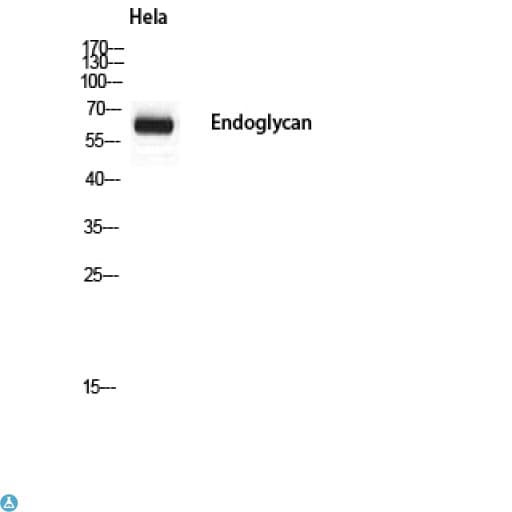 PODXL2 / Endoglycan Antibody