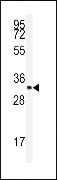 Polyclonal Rabbit anti-Human SRSF2 / SC35 Antibody (aa9-39, IHC, WB)