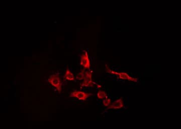 CDC42EP5 Antibody