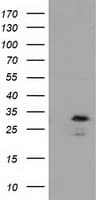 RASD2 Antibody (clone OTI1H10, Carrier-free)