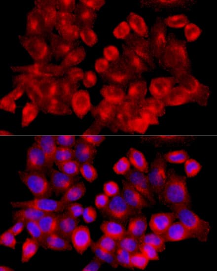 CLTC / Clathrin Heavy Chain Antibody