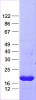 Human FBXO48 Protein (Recombinant His, N-Terminal)