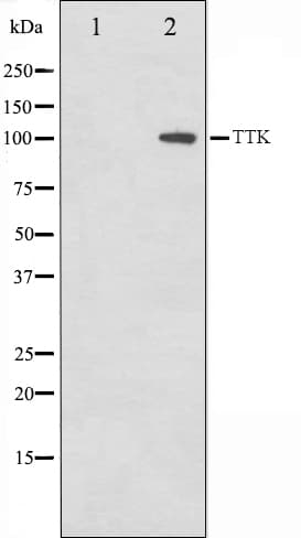 MPS1 / TTK Antibody