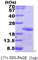 Human GADD45A / GADD45 Protein (Recombinant His)