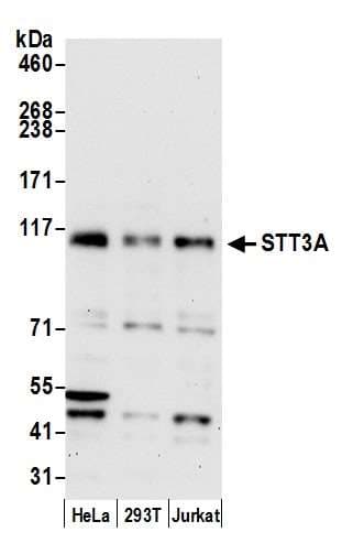 Polyclonal Rabbit anti-Human STT3A / ITM1 Antibody (aa550-600, WB)
