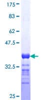 Human RIMS2 / RIM2 Protein (Recombinant GST, N-terminus)