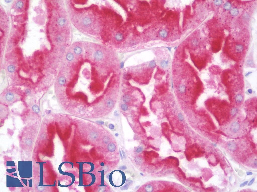 IHC-plus™ Monoclonal Mouse anti-Human AGTRAP / ATRAP Antibody (clone 1G2, IHC, WB)