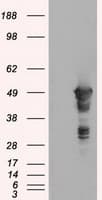 GFAP Antibody (clone OTI1B3)