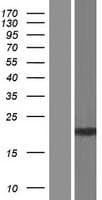 Human SLX1A / GIYD1 Protein (Over-Expression Lysate)