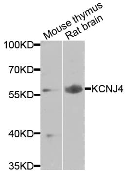 Polyclonal Rabbit anti-Human KCNJ4 / Kir2.3 Antibody (WB)