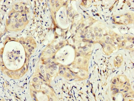 PEX5 Antibody