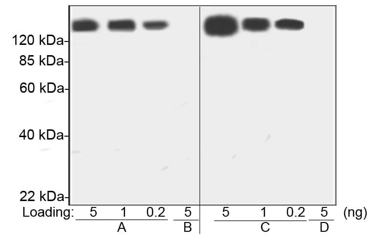 PEG / Polyethylene Glycol Antibody (clone 5E10E9)
