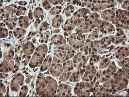 PROSC Antibody (clone OTI3A6, Carrier-free)