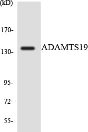 ADAMTS19 Antibody (aa237-286)
