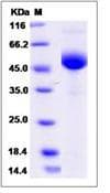 Mouse LY96 / MD2 / MD-2 Protein (Recombinant Human IgG Fc, C-terminus)