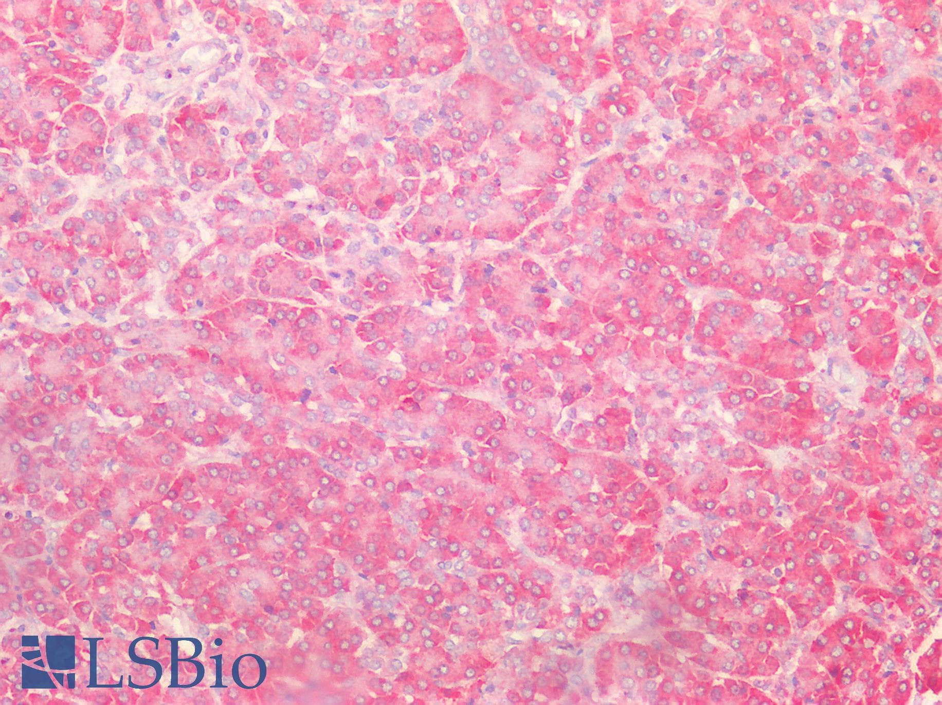 IHC-plus™ CD95 / FAS Antibody (aa281-330)