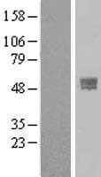 TMPRSS4 Protein (Over-Expression Lysate Myc-DDK (Flag))