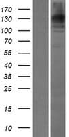 WDR35 Protein (Over-Expression Lysate Myc-DDK (Flag))