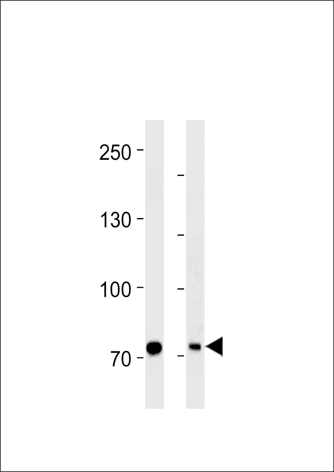 MTA2 Antibody (aa516-544)