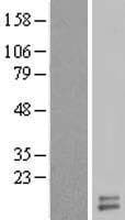 UQCRH Protein (Over-Expression Lysate Myc-DDK (Flag))