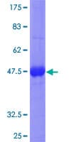 Human RND1 Protein (Recombinant GST)
