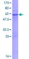 Human CCDC108 Protein (Recombinant GST)