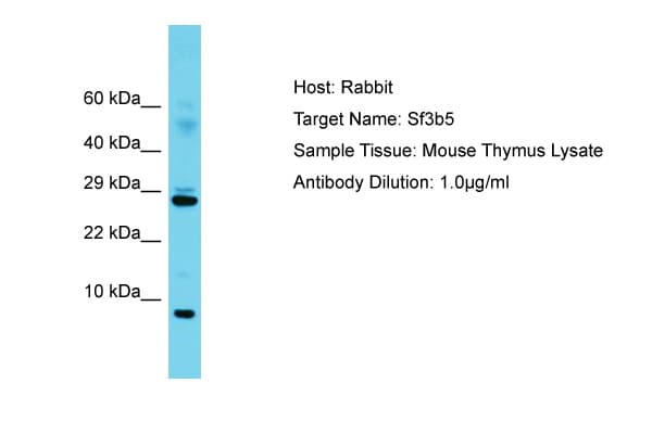 SF3B5 Antibody (C-Terminus)