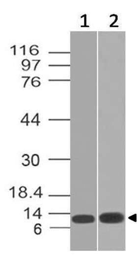 S100A8 / MRP8 Antibody