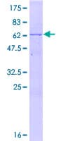 Human DNTTIP1 / TDIF1 Protein (Recombinant GST)