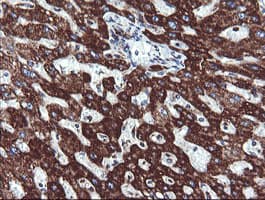 NDUFB10 Antibody (clone OTI2B4)