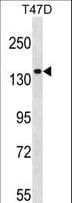 IHC-plus™ MYO1E / Myosin IE Antibody (aa228-257)