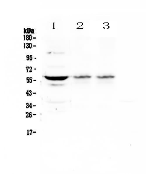 Polyclonal Rabbit anti-Human SOX10 Antibody (WB)
