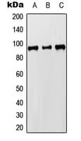 MCM8 Antibody (C-Terminus)