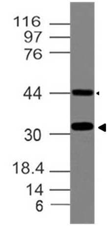 SOX2 Antibody