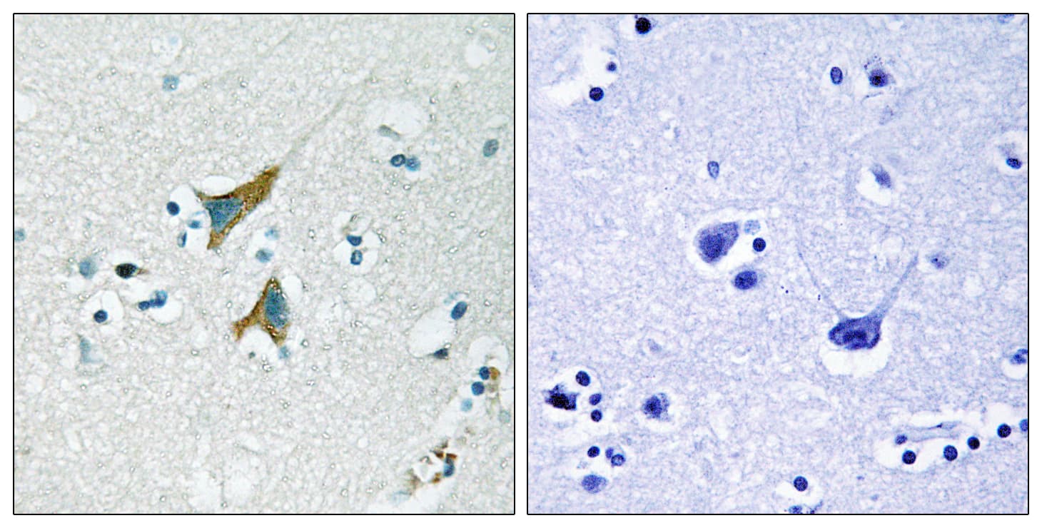 DUSP1 / MKP1 Antibody (aa318-367)