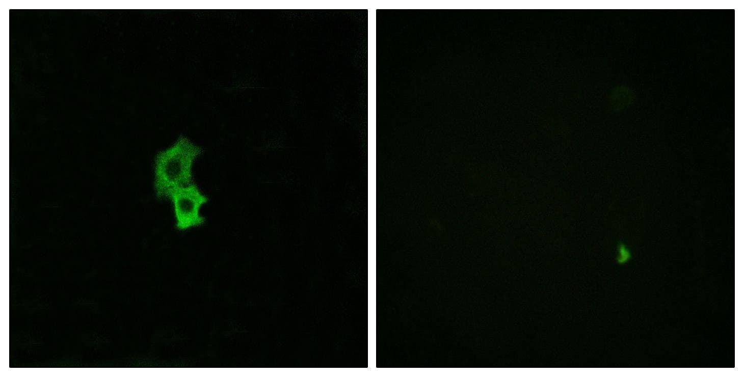 S1PR4 / SIP4 / EDG6 Antibody