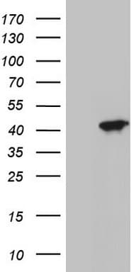 Monoclonal Mouse anti-Human MEOX1 Antibody (clone OTI2H5, Carrier-free, WB)