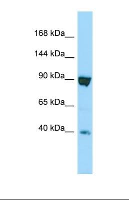 SSFA2 Antibody (aa1178-1227)