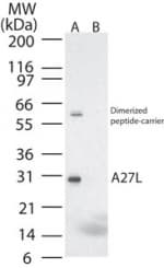 Smallpox-A27L Antibody (aa18-32)
