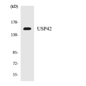 USP42 Antibody (aa241-290)