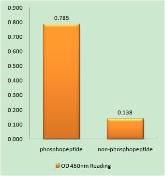 Polyclonal Rabbit anti-Human TP53BP1 / 53BP1 Antibody (phospho-Ser25, IHC, IF)